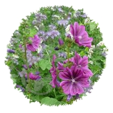 Engrais vert annuel Mellifère en mélange