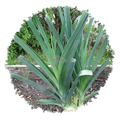 graine et semence Poireau bleu d'hiver Saint-Victor