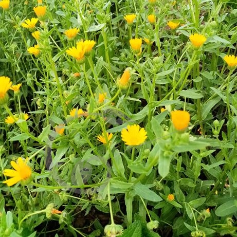 graine et semence Souci des champs