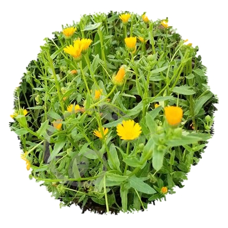 graine et semence Souci des champs