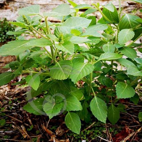 graine et semence Basilic sacré