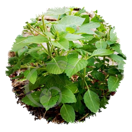 graine et semence Basilic sacré