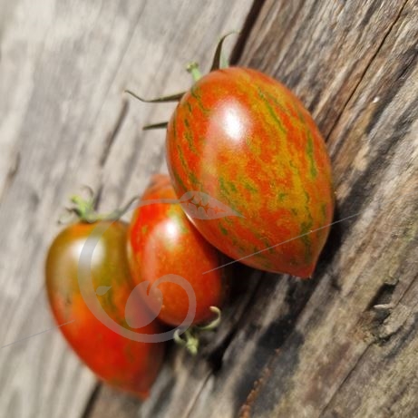 graine et semence Tomate wild tiger